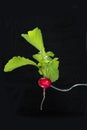 Ripe red radish on fork with foliage on a black. Isolated.