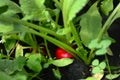 Ripe red radish on a garden bed in a greenhouse. Spring first harvest Royalty Free Stock Photo