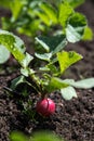 Ripe red radish in the garden, close-up. Red radish on a bed in the ground. Royalty Free Stock Photo