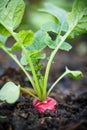 Ripe red radish in the garden Royalty Free Stock Photo