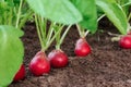 Ripe red radish in the ground on the garden. eco-foods, vegetable growing, healthy nutrition. Vegan concept Royalty Free Stock Photo