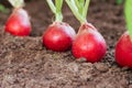 Ripe red radish in the ground on the garden. Harvest of radish close-up. eco-foods, vegetable growing Royalty Free Stock Photo