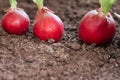 Ripe red radish in the ground on the garden. Harvest of radish close-up. eco-foods, vegetable growing Royalty Free Stock Photo