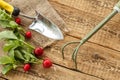 Ripe red radishes with garden tools on sackcloth Royalty Free Stock Photo