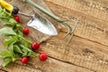 Ripe red radishes with garden tools on sackcloth Royalty Free Stock Photo