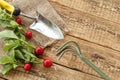 Ripe red radishes with garden tools on sackcloth Royalty Free Stock Photo