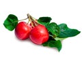 Ripe red ranetki with green leaves isolated on a white background