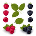 Ripe red raspberries and blackberries Royalty Free Stock Photo