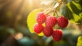 Ripe red raspberries on branch in garden from bright sunlight, free space for text Royalty Free Stock Photo