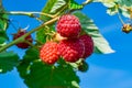 Ripe red raspberries on a branch with green leaves, illuminated by the sun, against the blue sky, Royalty Free Stock Photo