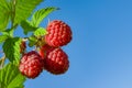 Ripe red raspberries on a branch with green leaves, illuminated by the sun, against the blue sky, Royalty Free Stock Photo