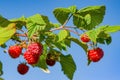 Ripe red raspberries on a branch with green leaves, illuminated by the sun, against the blue sky, Royalty Free Stock Photo