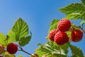 Ripe red raspberries on a branch with green leaves, illuminated by the sun, against the blue sky, Royalty Free Stock Photo