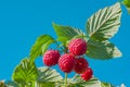 Ripe red raspberries on a branch with green leaves, illuminated by the sun, against the blue sky, Royalty Free Stock Photo