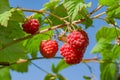 Ripe red raspberries on a branch with green leaves, illuminated by the sun, against the blue sky, Royalty Free Stock Photo