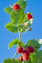 Ripe red raspberries on a branch with green leaves, illuminated by the sun, against the blue sky, Royalty Free Stock Photo