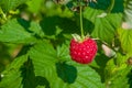 Ripe red raspberries on a branch with green leaves, illuminated by the sun,  summer Royalty Free Stock Photo