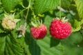 Ripe red raspberries on a branch with green leaves, illuminated by the sun,  summer Royalty Free Stock Photo