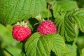 Ripe red raspberries on a branch with green leaves, illuminated by the sun,  summer Royalty Free Stock Photo