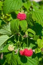 Ripe red raspberries on a branch with green leaves, illuminated by the sun,  summer Royalty Free Stock Photo