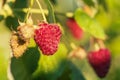 Ripe red raspberries on a branch. Raspberry berries with green leaves on a sunny day Royalty Free Stock Photo