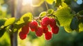 Ripe red raspberries on branch in sunlit garden, healthy organic fruit, free copy space Royalty Free Stock Photo