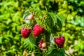 Ripe red raspberries on the bush in the garden Royalty Free Stock Photo