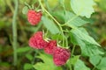 Ripe red raspberries on a bush. Royalty Free Stock Photo