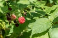 Ripe red raspberries on a bush. Selective focus Royalty Free Stock Photo