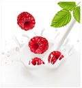 Ripe red raspberries falling into the milky splash Royalty Free Stock Photo