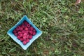 Ripe red raspberries Royalty Free Stock Photo