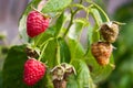 Ripe red raspberries in the garden. Agriculture, growing berries Royalty Free Stock Photo