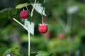 Ripe red raspberries on green branch Royalty Free Stock Photo