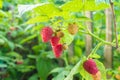 ripe red raspberries with green leaves hang on a branch in the garden. close-up Royalty Free Stock Photo