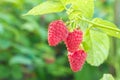 ripe red raspberries with green leaves hang on a branch in the garden. close-up Royalty Free Stock Photo