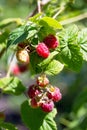 Ripe red raspberries on the raspberry plantation in the garden in the open air