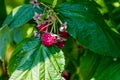 Ripe red raspberries in rural fruit garden