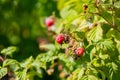 Ripe red raspberries in summer on a bush Royalty Free Stock Photo