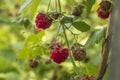Ripe red raspberries on a twig with leaves on a green blurred background, the concept of the harvest of organic berries