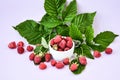 Ripe red raspberries in white bowl with green leaves on pink background. Copy space Royalty Free Stock Photo