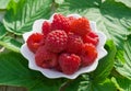 Ripe red raspberries in a white plate on the table on a background of green leaves, Royalty Free Stock Photo