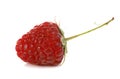 Ripe red raspberry Royalty Free Stock Photo