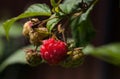 Ripe red raspberry berry on a branch in the garden. Organic farming. Close-up. Royalty Free Stock Photo