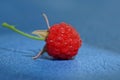 Ripe red raspberry berry lies on a blue table Royalty Free Stock Photo