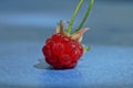 ripe red raspberry berry lies on a blue table Royalty Free Stock Photo