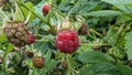 Ripe red raspberry on a branch close-up. Beautiful raspberry on green background, growing in summer garden Royalty Free Stock Photo