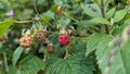 Ripe red raspberry on a branch close-up. Beautiful raspberry on green background, growing in summer garden Royalty Free Stock Photo