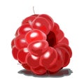 Ripe red Raspberry isolated on white background. Sweet berry icon. Delicious and healthy dessert.