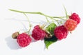 Ripe red real raspberries on branch lie on white paper outdoor macro