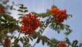 Ripe red Rowan berries on a branch of a Rowan tree against the blue sky Royalty Free Stock Photo
